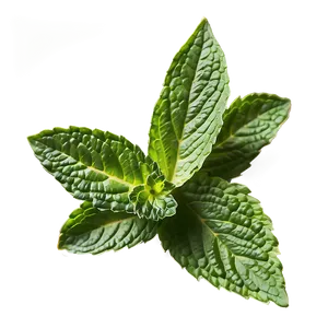 Mint Leaves Clipart PNG 06262024