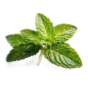 Mint Leaves Closeup Png Ljr20 PNG image