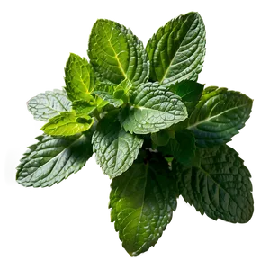 Mint Leaves Cluster Png 06262024 PNG image