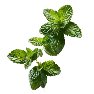 Mint Leaves Cluster Png Yqp PNG image