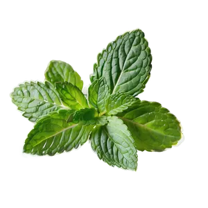 Mint Leaves Drawing PNG 24