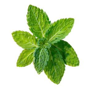 Mint Leaves Drawing PNG 6