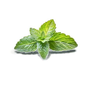 Mint Leaves Drawing PNG 79
