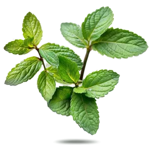 Mint Leaves Drawing PNG 85