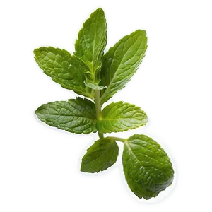 Mint Leaves For Cooking PNG 06262024 PNG
