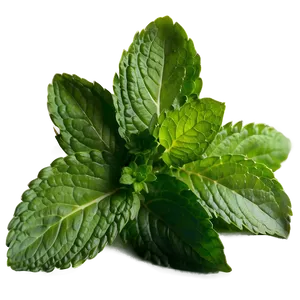 Mint Leaves For Cooking PNG Qoi36 PNG