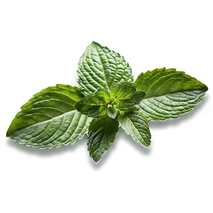 Mint Leaves Garden Png 06262024 PNG image