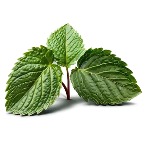 Mint Leaves Illustration PNG Xes11 PNG