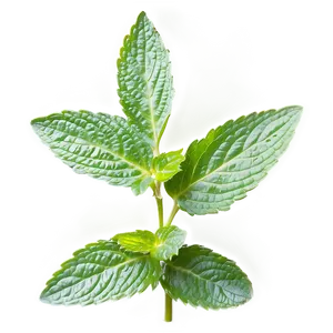 Mint Leaves In Nature PNG 06262024 PNG