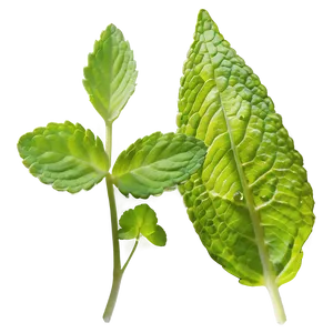 Mint Leaves In Nature PNG Ygc45 PNG