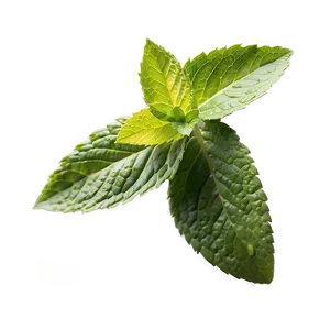 Mint Leaves Isolated Png 06262024 PNG image