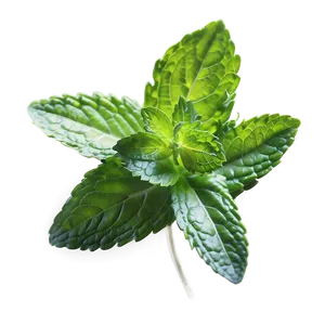 Mint Leaves Medicine PNG Hhj16 PNG