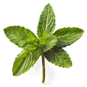 Mint Leaves Medicine PNG Mdx