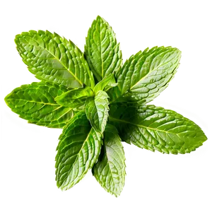 Mint Leaves Pattern PNG Lac48 PNG