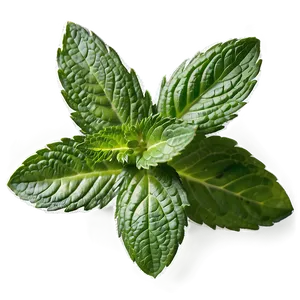 Mint Leaves PNG 79