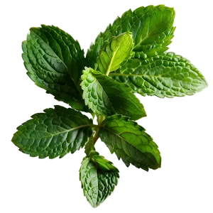 Mint Leaves PNG Cqe