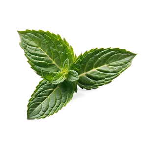 Mint Leaves PNG Mln