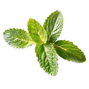 Mint Leaves PNG Vic