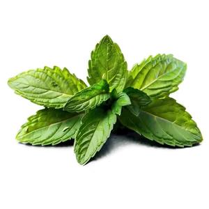 Mint Leaves Sketch PNG Chp87 PNG