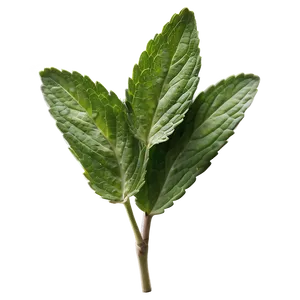 Mint Leaves Sprig Png 14 PNG image