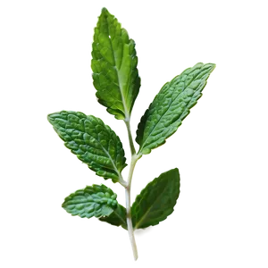 Mint Leaves Sprig Png Mkw PNG image