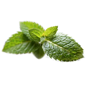 Mint Leaves Tea PNG 06262024 PNG