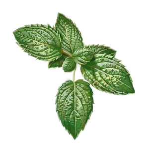 Mint Leaves Vector PNG Sed80 PNG