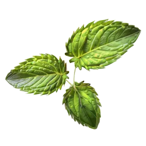 Mint Leaves Vector PNG Vse93 PNG