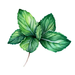 Mint Leaves Watercolor PNG Mbe69