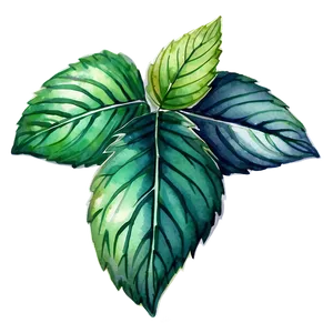 Mint Leaves Watercolor PNG Tpc PNG