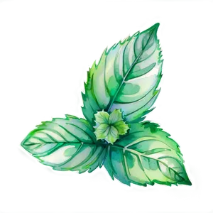 Mint Leaves Watercolor PNG Wwc PNG