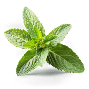 Mint Plant Leaves Png Ucq36 PNG image