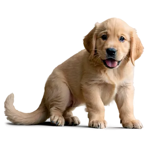 Mischievous Golden Retriever Puppy PNG Kxb PNG