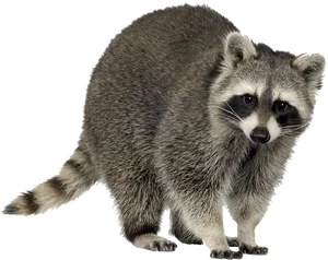 Misidentified Squirrel Raccoon Image PNG