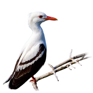 Mississippi Coastal Birds PNG 06252024