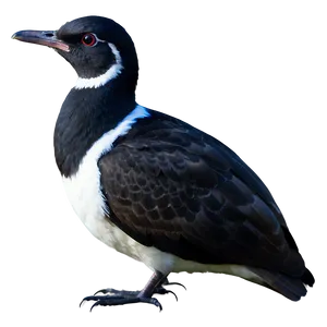Mississippi Coastal Birds PNG 3