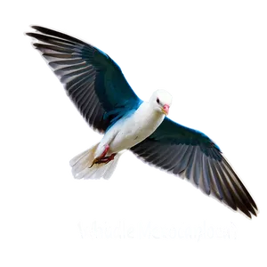 Mississippi Coastal Birds PNG 89