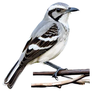 Mississippi State Bird Mockingbird PNG 06252024