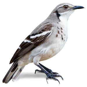 Mississippi State Bird Mockingbird PNG Mmj