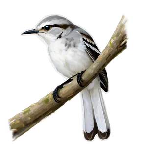 Mississippi State Bird Mockingbird Png Xkh PNG image