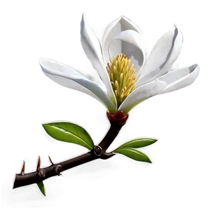 Mississippi State Flower Magnolia PNG 06252024 PNG