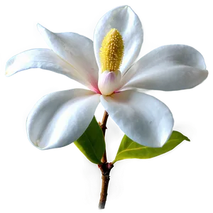 Mississippi State Flower Magnolia Png 06252024 PNG image