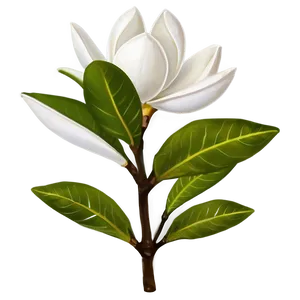 Mississippi State Flower Magnolia PNG 97 PNG