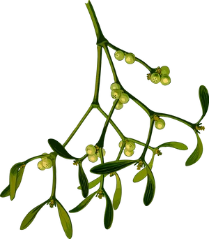 Mistletoe Branch Illustration PNG