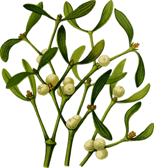 Mistletoe Illustration Vintage PNG image