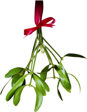 Mistletoewith Red Ribbon PNG