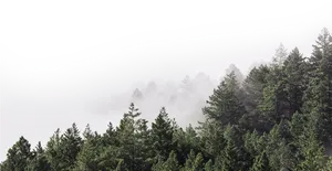 Misty Forest Edge Skyline PNG
