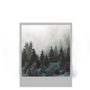 Misty_ Forest_ Silhouette PNG image