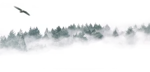 Misty_ Forest_with_ Eagle_ Flying