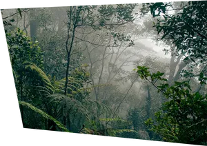 Misty Rainforest Canopy PNG image